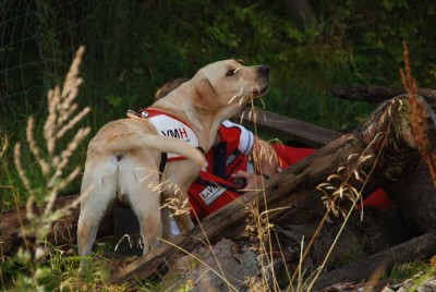 2009_08_22_Verbeller_DSC_6615.jpg (60.49 KiB) 8548 mal betrachtet Dieser Labrador Retriever meldet seinen Fund durch Bellen und bleibt beim Gefundenen