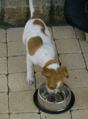 Ari 1776.jpg (852.21 KiB) 5110 mal betrachtet Lecker Pute....