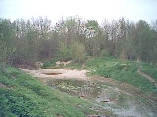 Badeteich Hundewiese.JPG