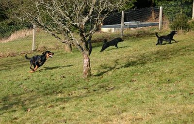 Hundewiese 3.jpg