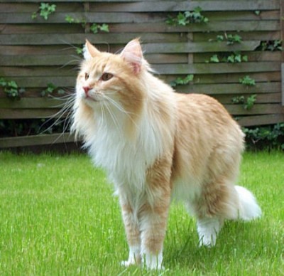 Leo Bluebell.jpg