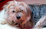Bild057.gif