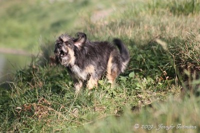 Gir_Fri_180909 (7).jpg