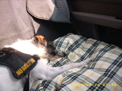 elba-urlaub 2009 003.jpg (87.16 KiB) 3482-mal betrachtet elba-urlaub 2009 003.jpg