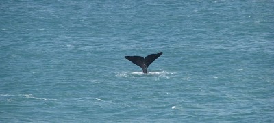 Glattwal_Hermanus.jpg (160.57 KiB) 3833 mal betrachtet Ein Glattwal vor dem Ort Hermanus.