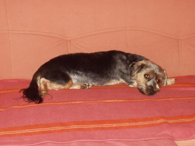 Biene.JPG (407.29 KiB) 2498-mal betrachtet Biene.JPG