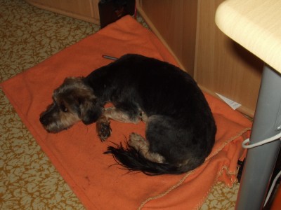 der erste Tag mit Biene.JPG (424.79 KiB) 2346-mal betrachtet der erste Tag mit Biene.JPG