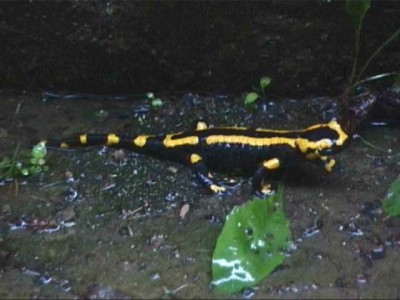 salamander07.jpg
