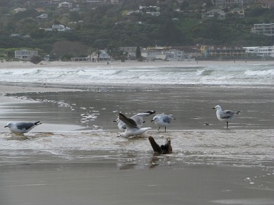 Möwen_Hout_Bay.jpg (254.57 KiB) 3943 mal betrachtet In der Hout Bay, südlich von Kapstadt.