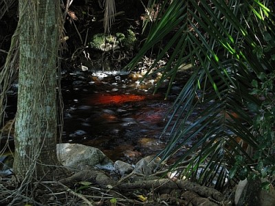 Bach_Kirstenbosch.jpg (206.1 KiB) 3944 mal betrachtet Ein Bach im Botanischen Garten Kirstenbosch.