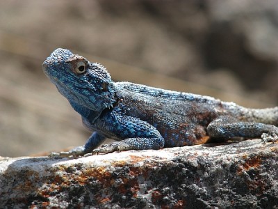 Eidechse_Karoo.jpg (252.63 KiB) 3943 mal betrachtet Gestatten? Meine Name ist Eidechse. Blaue Eidechse.