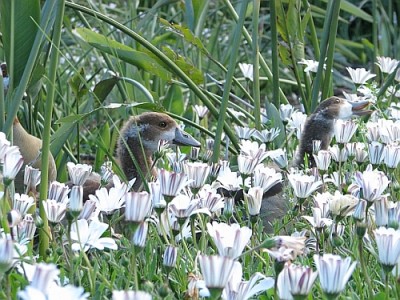 Gänse_Kirstenbosch.jpg (221.68 KiB) 3940 mal betrachtet Familie Gans beim Sonntagsausflug im Botanischen Garten.