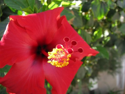 Hibiskus_Namibia.jpg (219.77 KiB) 3942 mal betrachtet Wer mochte nochmal so gerne Hibiskusblüten? Bitte schön! Aufgenommen an der Grenze zu Namibia.
