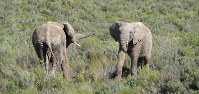 Elefanten_Aquila.jpg (217.15 KiB) 3941 mal betrachtet Wir wollen nur spielen... (Aquila Game Reserve)