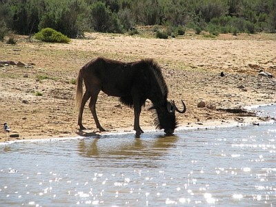 Gnu_Aquila.jpg (208.53 KiB) 3942 mal betrachtet Ganz korrekt: ein Weißschwanzgnu. (Aquila Game Reserve)