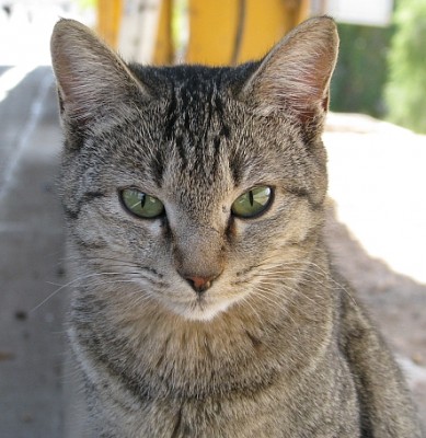 Katze_Namibia.jpg (186.86 KiB) 3945 mal betrachtet ... und Katz