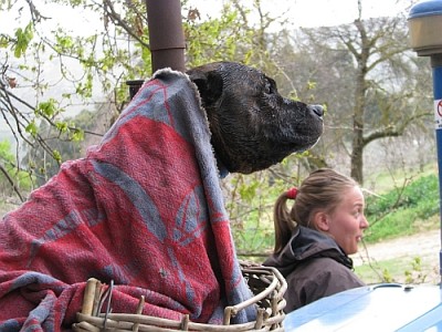 Hund_Traktortour.jpg (205.17 KiB) 3939 mal betrachtet Hund...