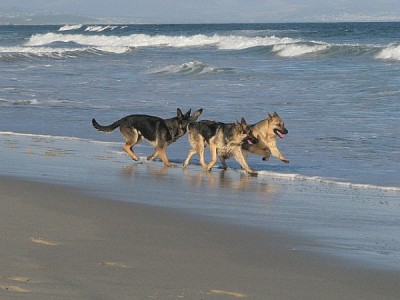 Hunde_Stranfontein.jpg (230 KiB) 3939 mal betrachtet Wir sind schön und das wissen wir :-P