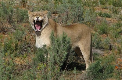Löwin_Aquila.jpg