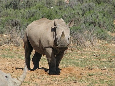 Nashorn_Aquila.jpg (209.19 KiB) 3946 mal betrachtet Was guckst du - bin ich Kino?