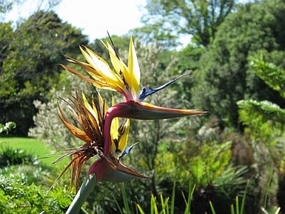 Papageienblume_Kirstenbosch.jpg (194.71 KiB) 3946 mal betrachtet Wie sieht diese Blume aus? Rüschtüsch, wie ein Papagei. Wie heißt diese Blume? Rüschtüsch, Papageienblume.