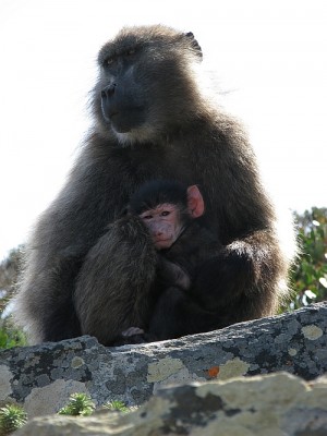 Pavian_Cape_Point.jpg (232.73 KiB) 3942 mal betrachtet Das ist meine Mama! Und wenn du nicht weitergehst, dann hol ich Papa!
