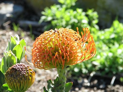 Protea_Kirstenbosch.jpg (250.6 KiB) 3941 mal betrachtet Eine Protea, quasi die Nationalblume.