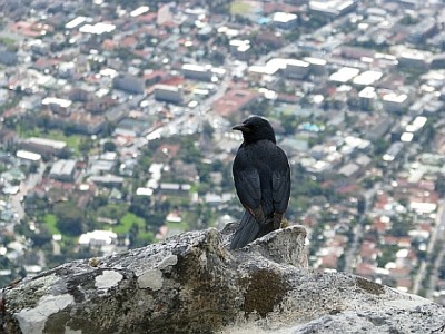 Redwing_Sparling_Tafelberg.jpg (249.12 KiB) 3938 mal betrachtet Mit bester Aussicht auf Kapstadt: ein Redwing Sparling.