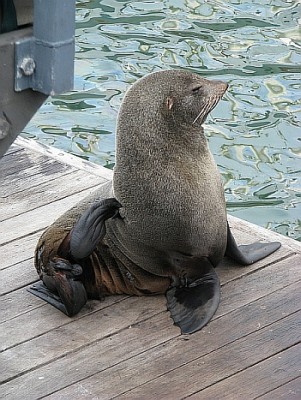 Robbe_Waterfront.jpg (236.81 KiB) 3943 mal betrachtet South Africa's Next Topmodel.