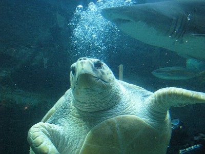 Schildkröte_Aquarium.jpg (247.52 KiB) 3941 mal betrachtet Im Aquarium. Klein, aber fein, und sehr zu empfehlen.