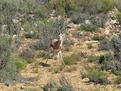 Springbock_Aquila.jpg