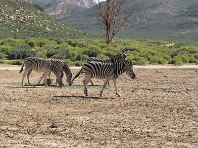 Zebras_Aquila.jpg (221.89 KiB) 3943 mal betrachtet Ich sehe was, was du nicht siehst, und das ist schwarz-weiß.