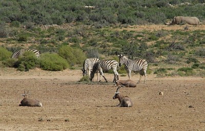 safari_aquila.jpg (250.04 KiB) 3943 mal betrachtet Kaffeekränzchen.
