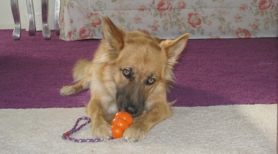 1009_kong_1.jpg