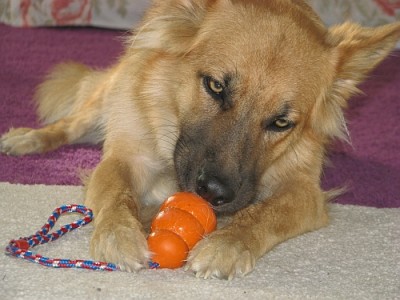 1009_kong_2.jpg