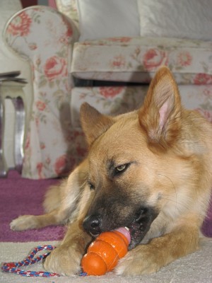 1009_kong_3.jpg