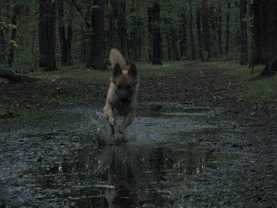 1009_pfuetze.jpg