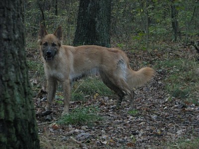 1009_schlamm.jpg (202.64 KiB) 3942 mal betrachtet Ein Schweinehund.