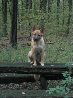 1009_bank.jpg (343.17 KiB) 3943 mal betrachtet Eene meene Hundezauber, Kiara ist fast wieder sauber, hex hex!