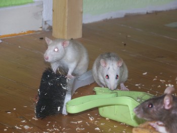 Ratten.JPG