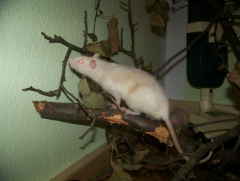 Ratte.JPG