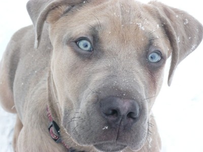 2009_0213lenny0006.JPG