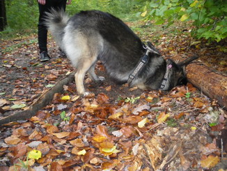Herbst9.JPG