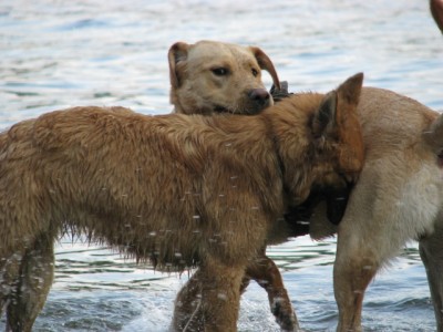 Baden_04.jpg (248.03 KiB) 4317 mal betrachtet Man achte auf die Schnauze...