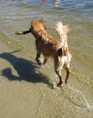 Baden_09.jpg (215.63 KiB) 4317 mal betrachtet Ein Puschelschwanz.