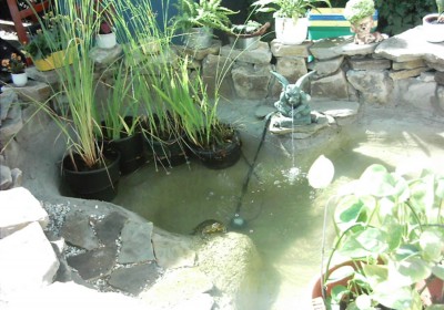 teich 2.jpg
