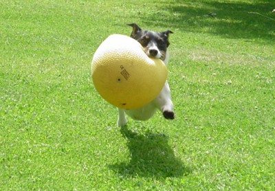gelber_ball.jpg