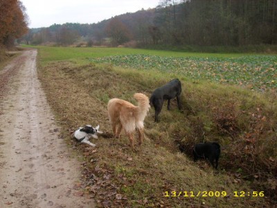 taiga,  odin u. meine 2 005.jpg