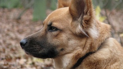 Wald_3.jpg (209.63 KiB) 3610 mal betrachtet Man beachte die sich langsam entwickelnde Denkerfalte.