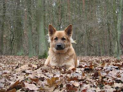 Wald_4.jpg (332.4 KiB) 3609 mal betrachtet Eingepackt in dickes Winterfell.
